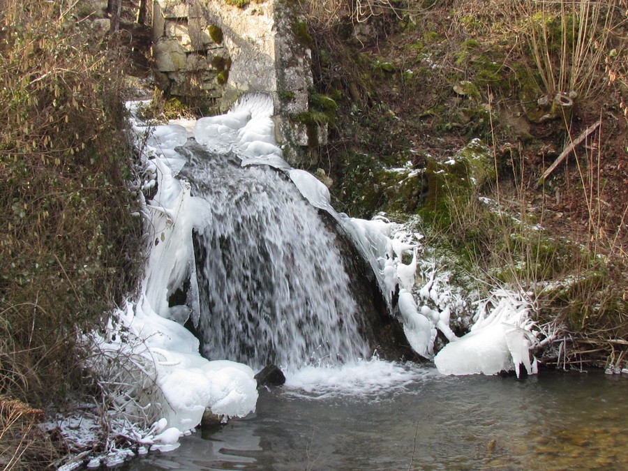 Ixeure gelée