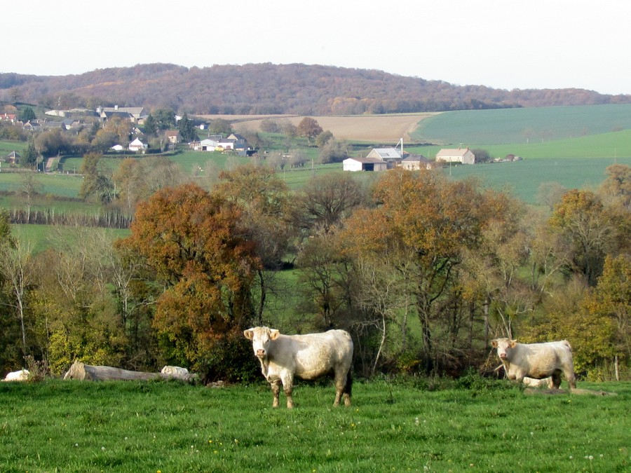 vaches de Martengy