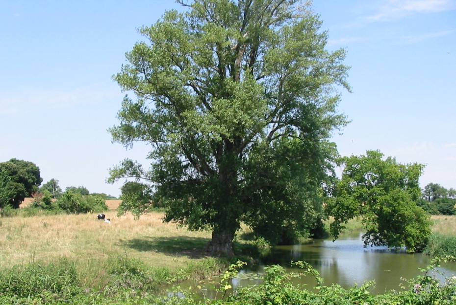 07 vue du pont