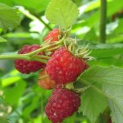 framboises