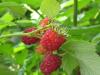 framboises