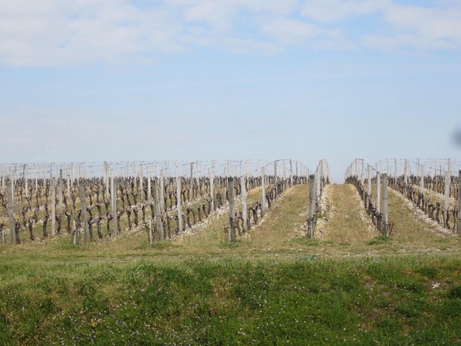 26 vignes Larrivet