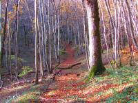 Chemin qui monte