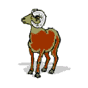 mouton
