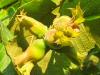 Noisettes Bona