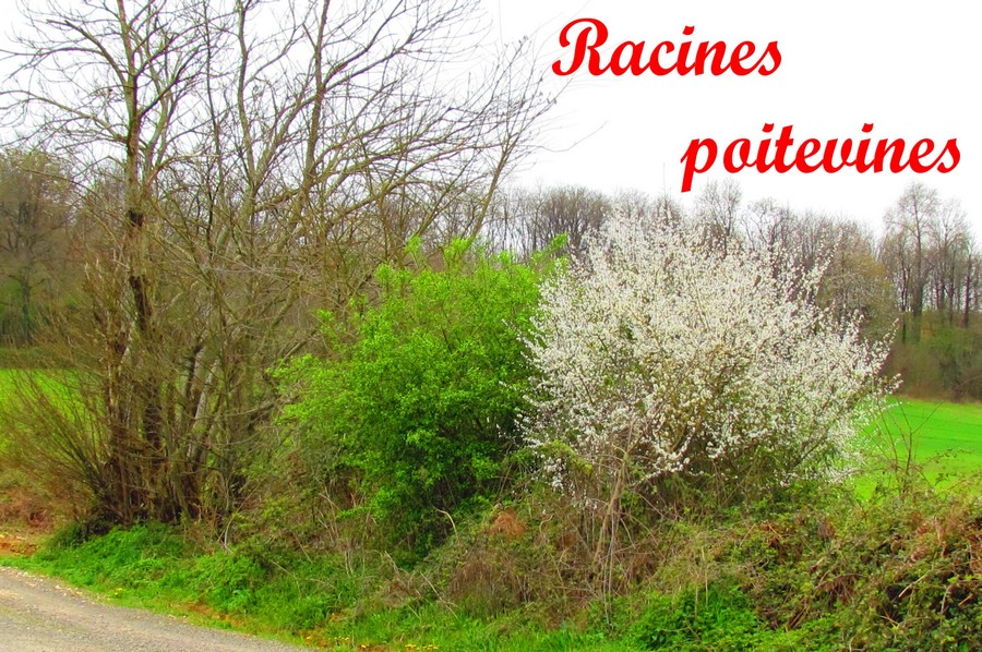 Racines poitevines