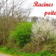 Racines poitevines