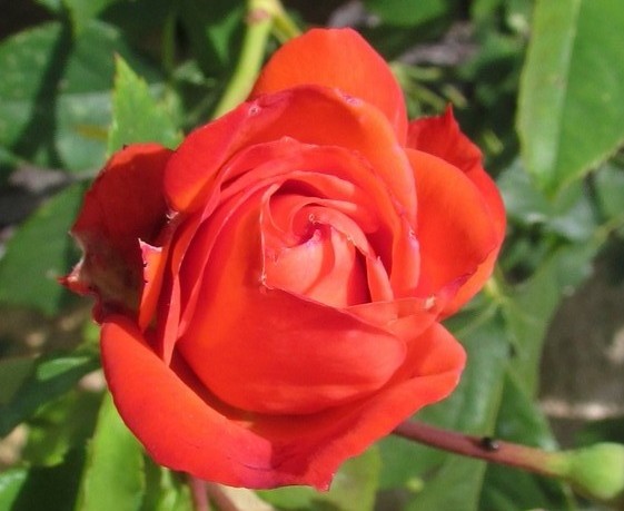Rose Alphonsine