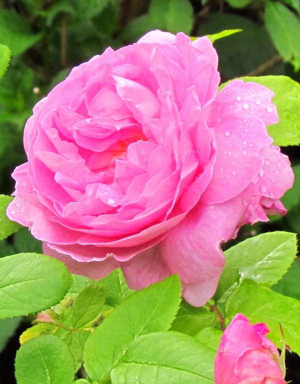 Rose anglaise mary rose