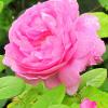 Rose anglaise mary rose