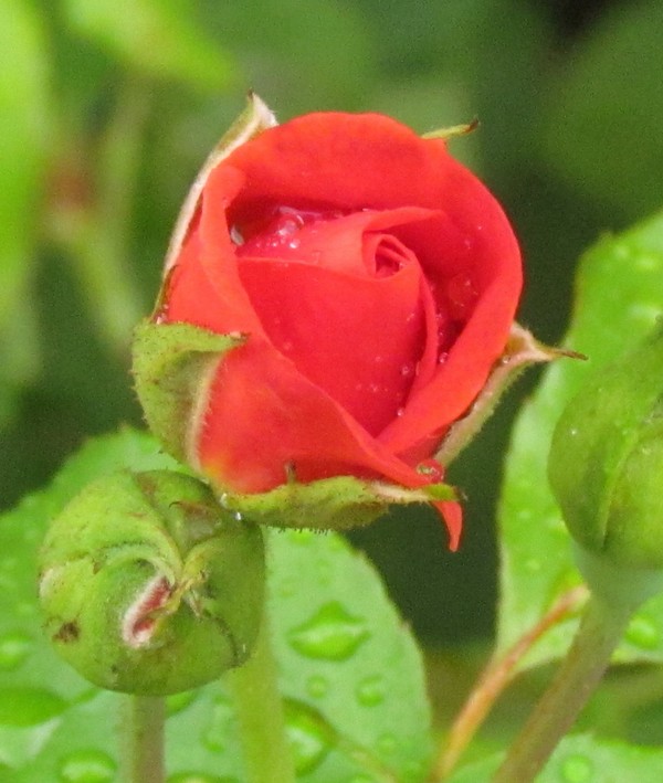 Rose Alphonsine