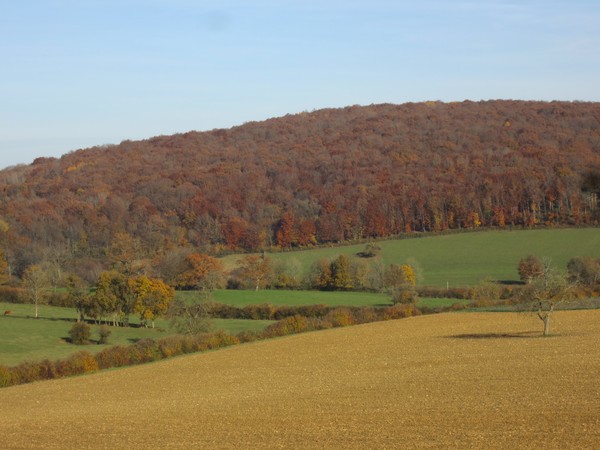 Vue sur forêt1